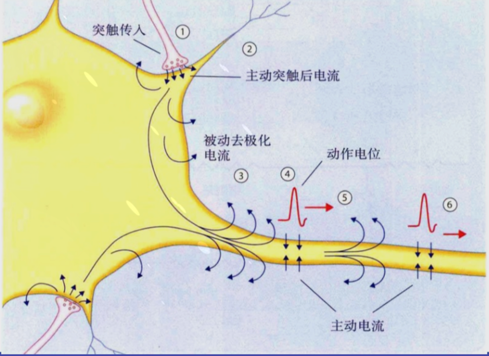 期末复习-神经信号传递1.png